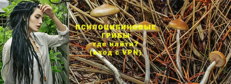 Галлюциногенные грибы Psilocybine cubensis  блэк спрут вход  Кизляр 